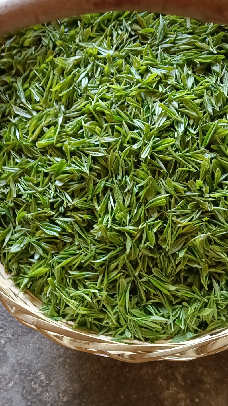 信阳绿茶