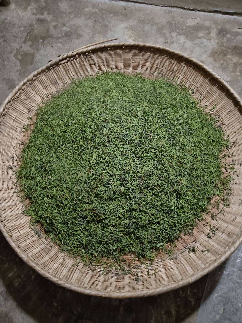 信阳绿茶