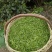 信阳绿茶