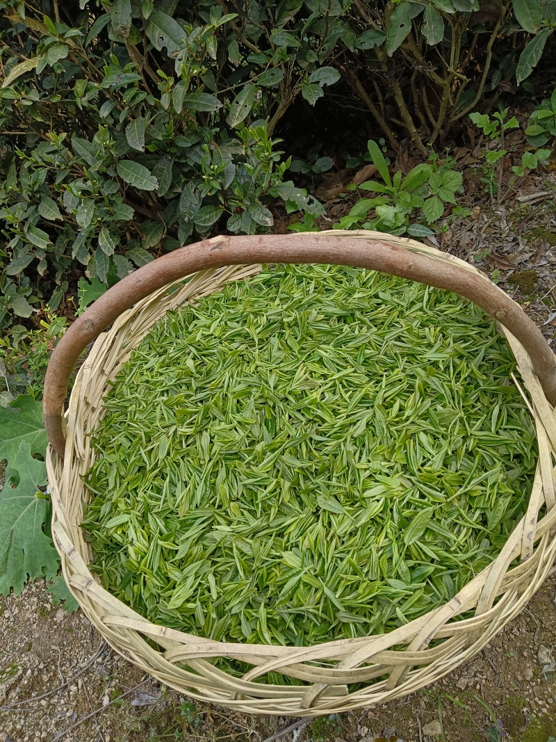 信阳绿茶