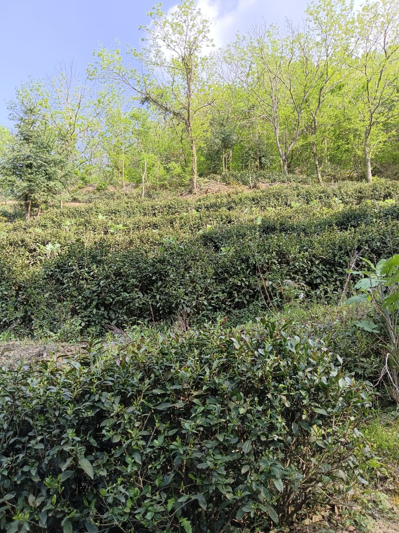 信阳绿茶