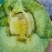花蕾甜瓜花美人香瓜一件代发落地配整车集采快递包邮