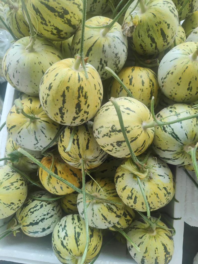 花蕾甜瓜花美人香瓜一件代发落地配整车集采快递包邮