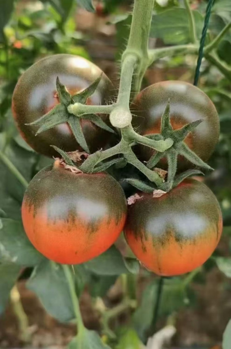 精品草莓西红柿大量供应，产地直发货源充足保质保量