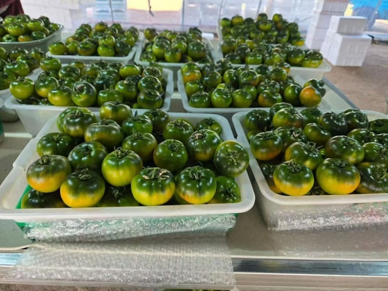 精品草莓西红柿大量供应，产地直发货源充足保质保量