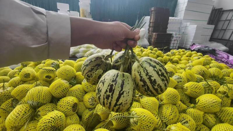 花蕾甜瓜花美人香瓜一件代发落地配整车集采快递包邮