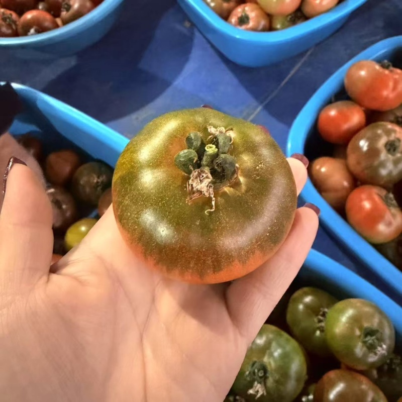 精品草莓西红柿大量供应，产地直发货源充足保质保量