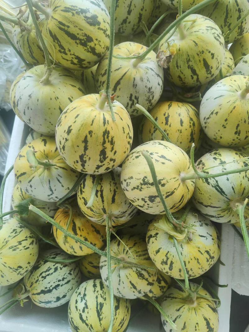 花蕾甜瓜花美人香瓜一件代发落地配整车集采快递包邮