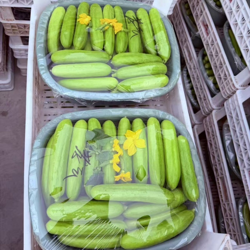 山东小黄瓜，奶油黄瓜大量供应，新鲜采摘，货源充足