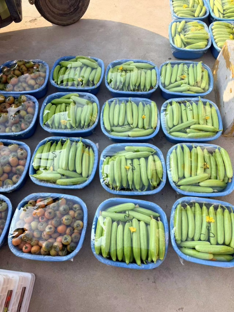 山东小黄瓜，奶油黄瓜大量供应，新鲜采摘，货源充足