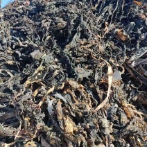 【推荐】干裙带菜饲料化工提取专用威海产地直供量大价低