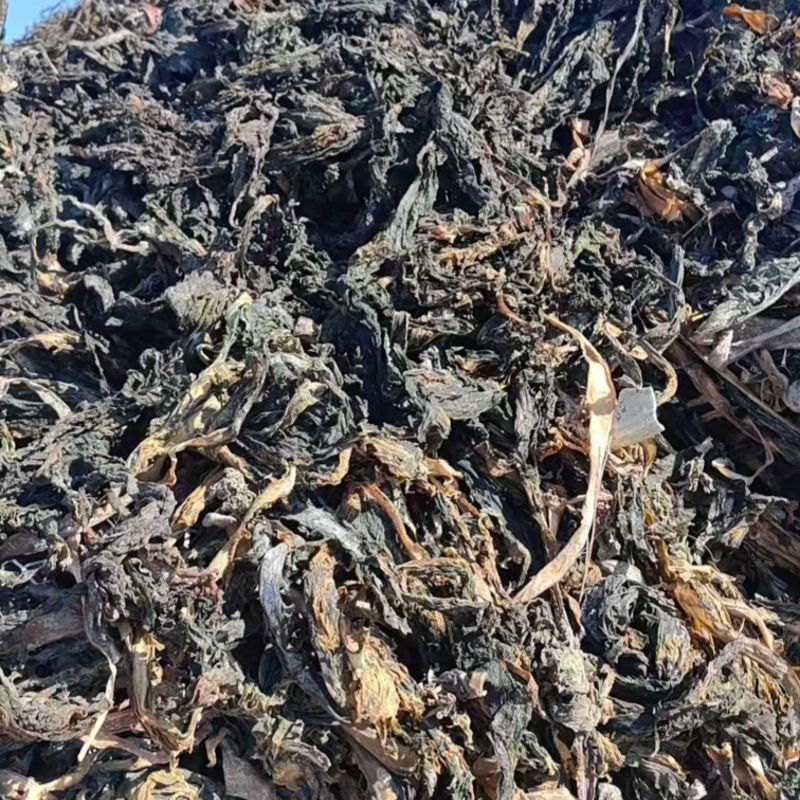 【推荐】干裙带菜饲料化工提取专用威海产地直供量大价低