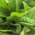 精品菠菜欢迎咨询