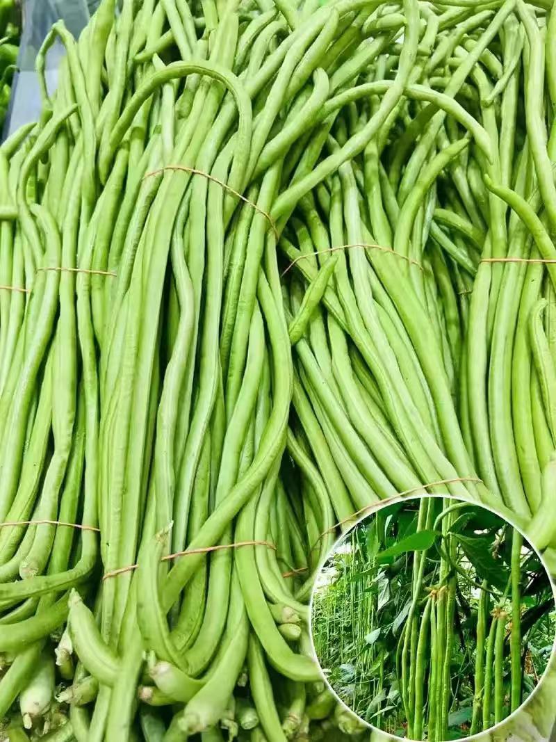 聊城长豆角已大量上市产地直供大量有货质量保证一手货源