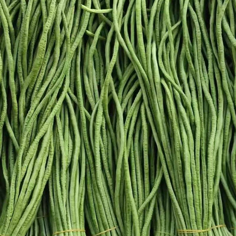 聊城长豆角已大量上市产地直供大量有货质量保证一手货源
