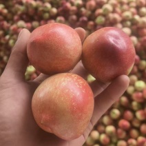 精品珍珠枣油桃，产地直发，全国供应，可对接电商商超批发市场等
