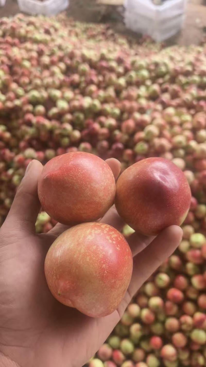 精品珍珠枣油桃，产地直发，全国供应，可对接电商商超批发市场等