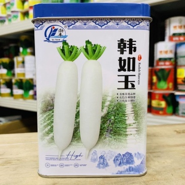 精选韩如玉春白萝卜种子基地优选韩玉春白萝卜皮色白耐抽苔