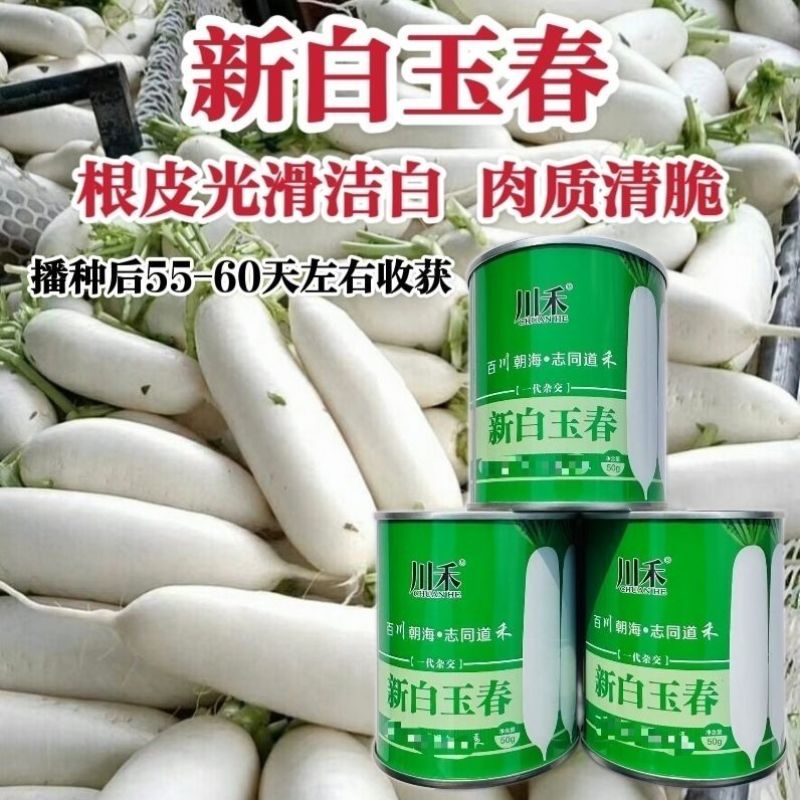 精选韩如玉春白萝卜种子基地优选韩玉春白萝卜皮色白耐抽苔