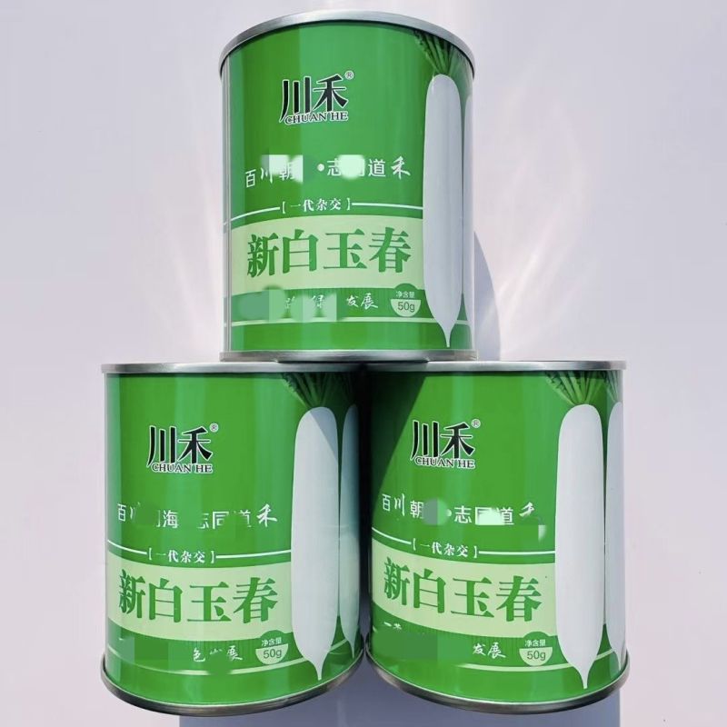 精选韩如玉春白萝卜种子基地优选韩玉春白萝卜皮色白耐抽苔