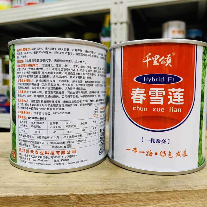 精选韩如玉春白萝卜种子基地优选韩玉春白萝卜皮色白耐抽苔