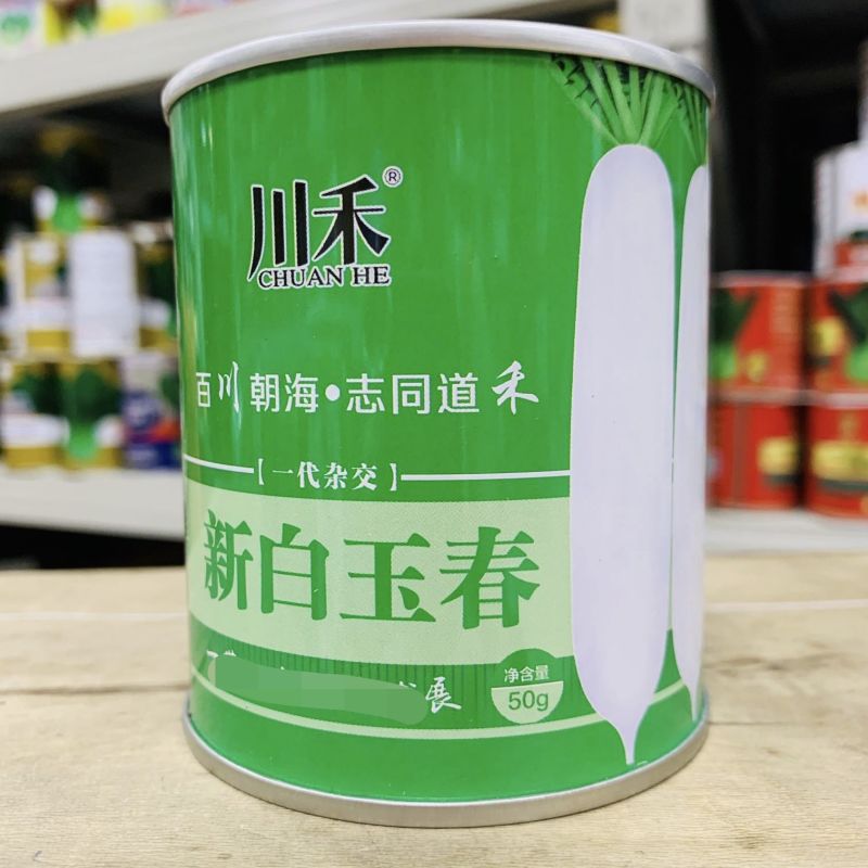 精选韩如玉春白萝卜种子基地优选韩玉春白萝卜皮色白耐抽苔