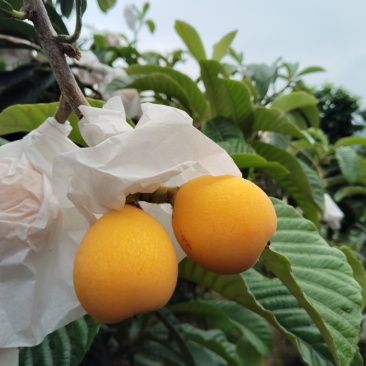 四川文宫枇杷，表皮干净，颗颗化渣