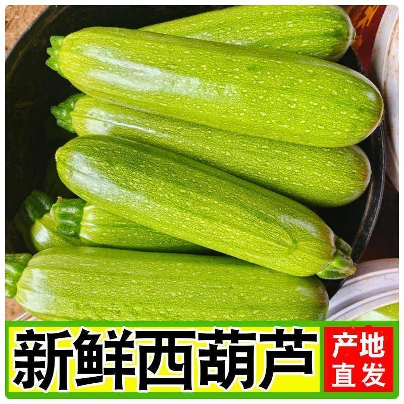 西葫芦，聊城西葫芦已上市大量对接供应，供全国，一条龙服务