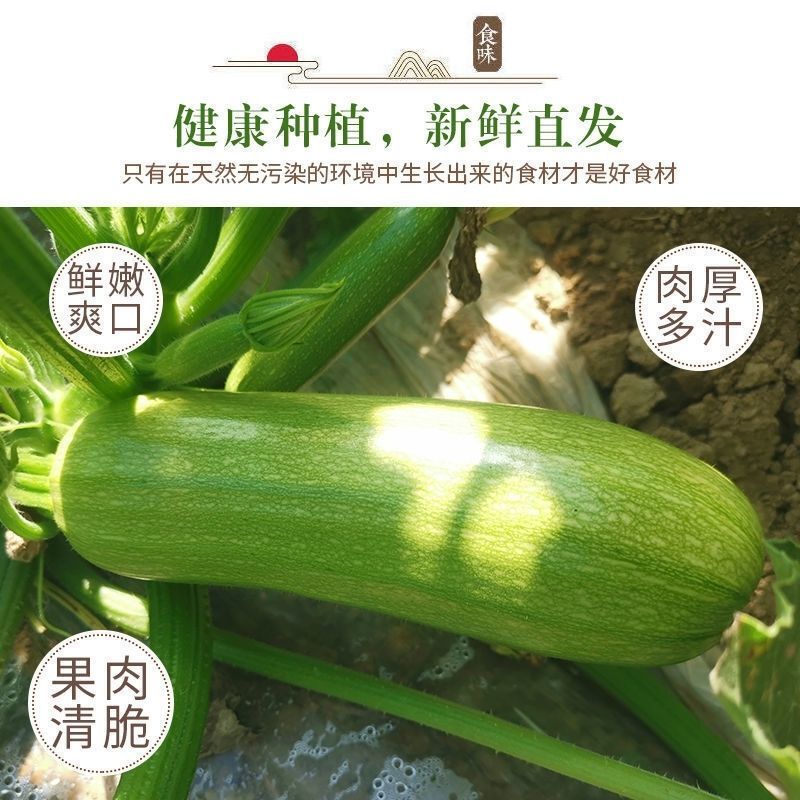 西葫芦，聊城西葫芦已上市大量对接供应，供全国，一条龙服务