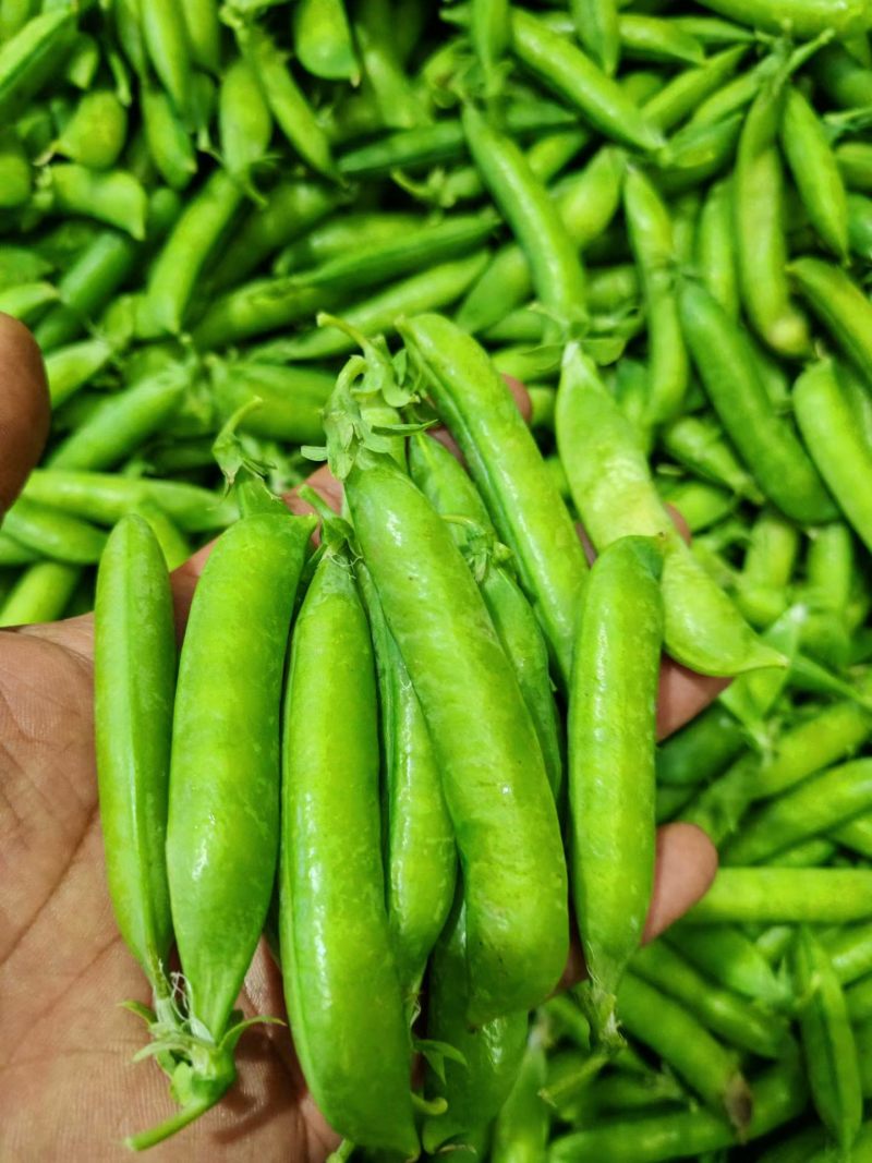 青豌豆