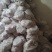 辽宁大型分割场直发猪头各种猪福产品等品种齐全对接全国
