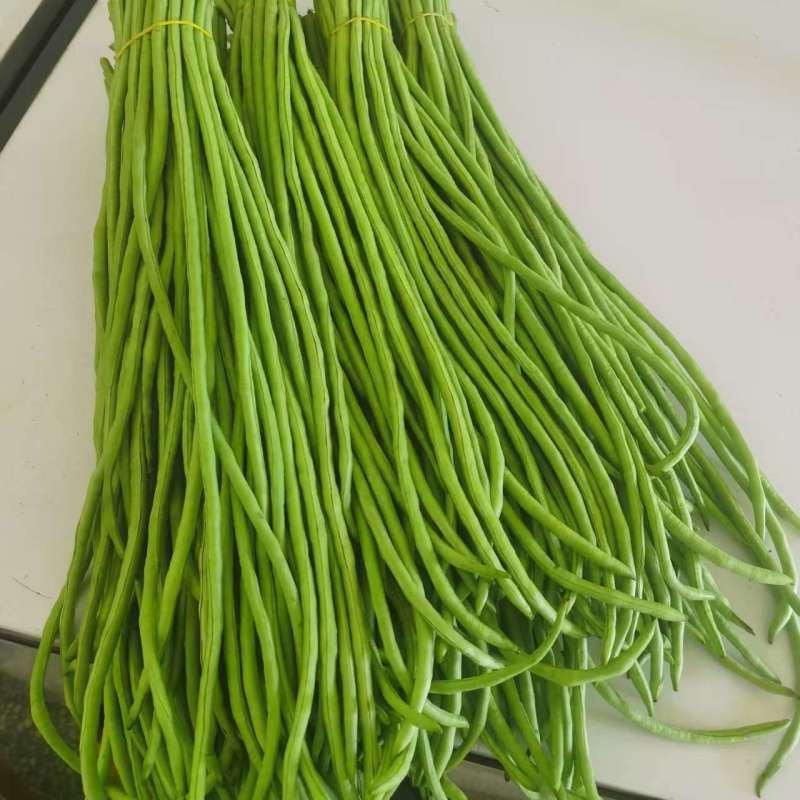 聊城长豆角已大量上市产地直供大量有货质量保证一手货源