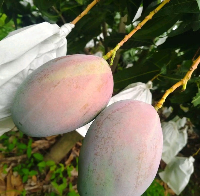 攀枝花米易高山凯特芒，基地直发，保质保量，量大从优