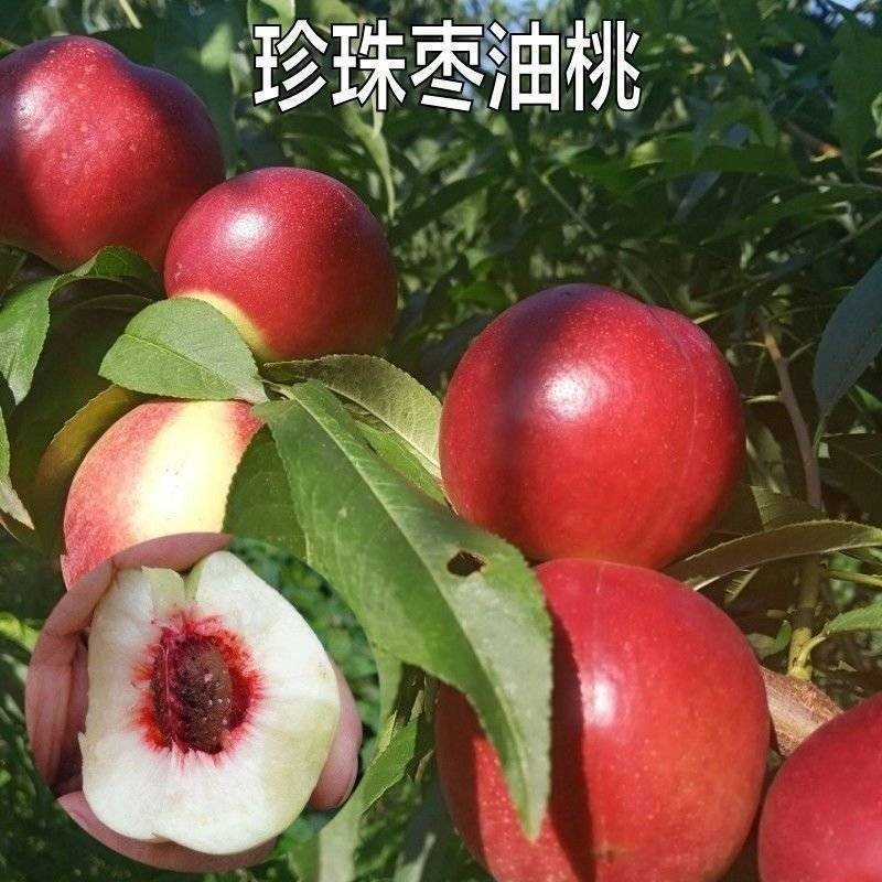 珍珠枣油桃质量保证全国对接代发市场团购，可视频看货