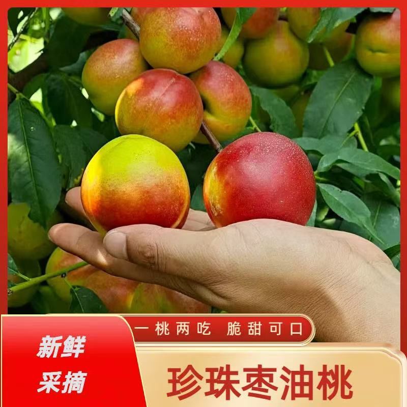 枣油桃，珍珠枣油桃基地供货一手货源对接批发市场