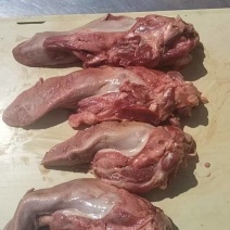 辽宁猪口条大中小都有新鲜生货工厂直发对接全国量大从