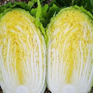 山东白菜大量接单