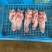 辽宁猪口条大中小都有新鲜生货工厂直发对接全国量大从