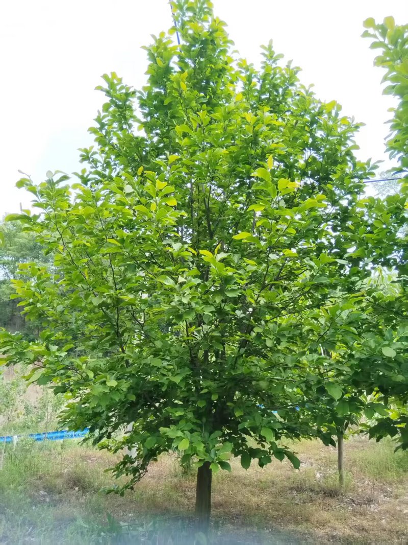 大冠幅紫玉兰，基地直发，规格齐全！全国发货诚信经营欢迎致