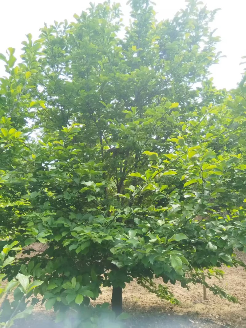 大冠幅紫玉兰，基地直发，规格齐全！全国发货诚信经营欢迎致