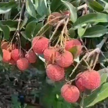 热带水果荔枝/白糖罂荔枝/妃子笑荔枝/