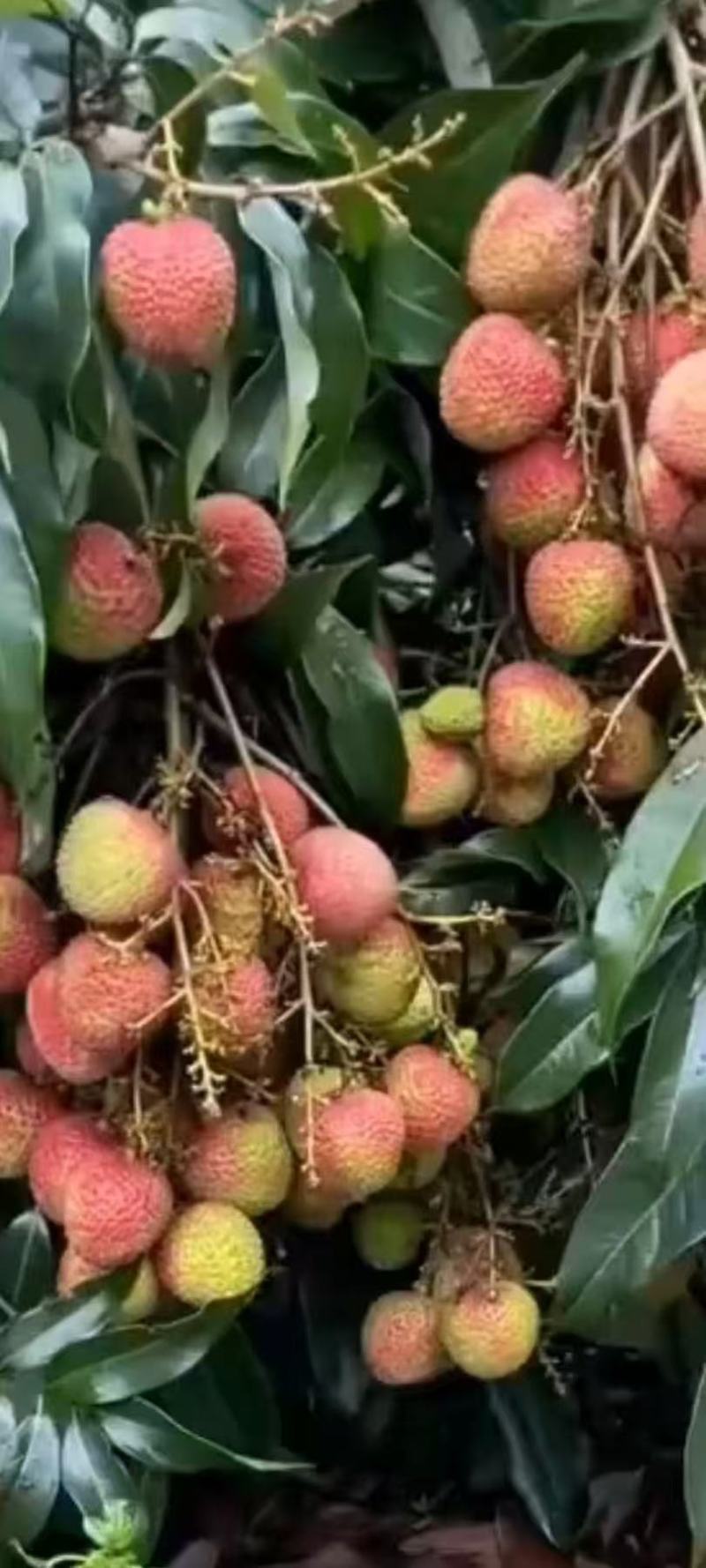 热带水果荔枝/白糖罂荔枝/妃子笑荔枝/