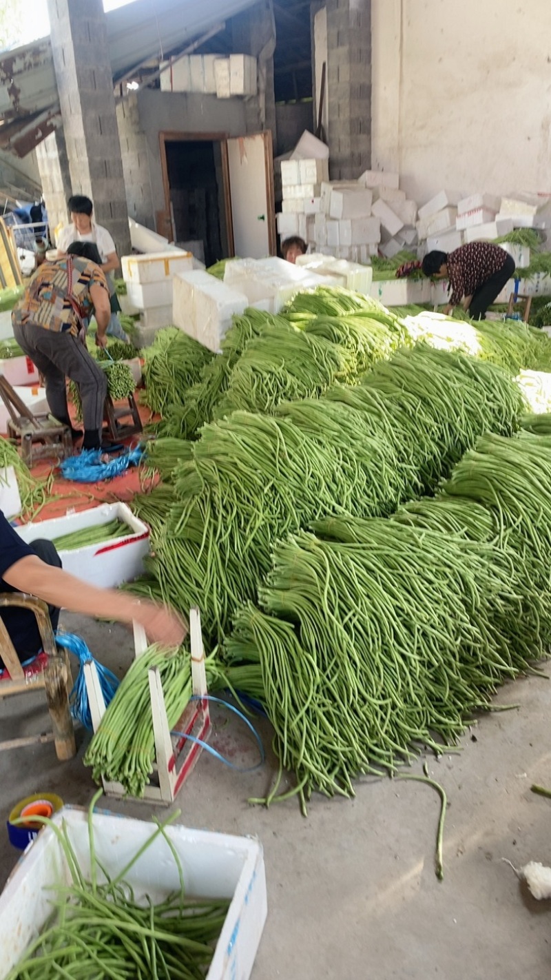 长豆，青条豆角，精品长豆角50厘米以上