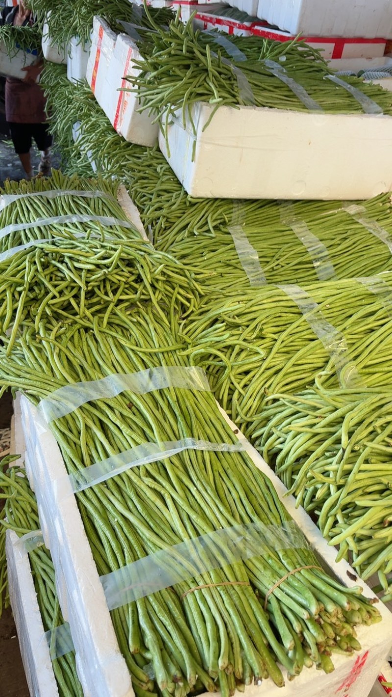 长豆角，丽水精品缸豆，新鲜刚刚上市，60公分长