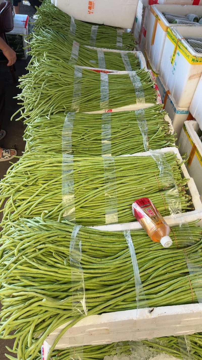 长豆角，丽水精品缸豆，新鲜刚刚上市，60公分长