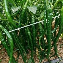 精品线椒苗螺线椒苗二荆条苗现挖现发包成活