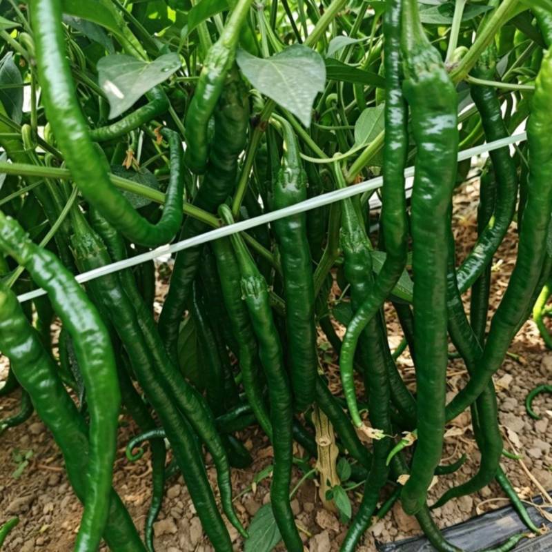 精品线椒苗螺线椒苗二荆条苗现挖现发包成活