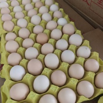 山东菏泽鸡场直发粉蛋大午金凤粉6农三等各种各种码数