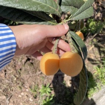 正宗大五星枇杷