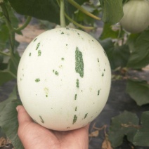 蜜露甜瓜，蜜露流星甜瓜，软糯香甜，大量供应